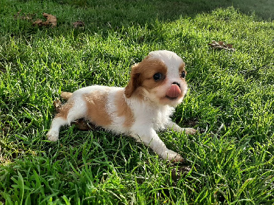 De La Horde Royale - Cavalier King Charles Spaniel - Portée née le 09/10/2023