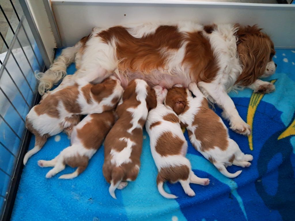 chiot Cavalier King Charles Spaniel De La Horde Royale