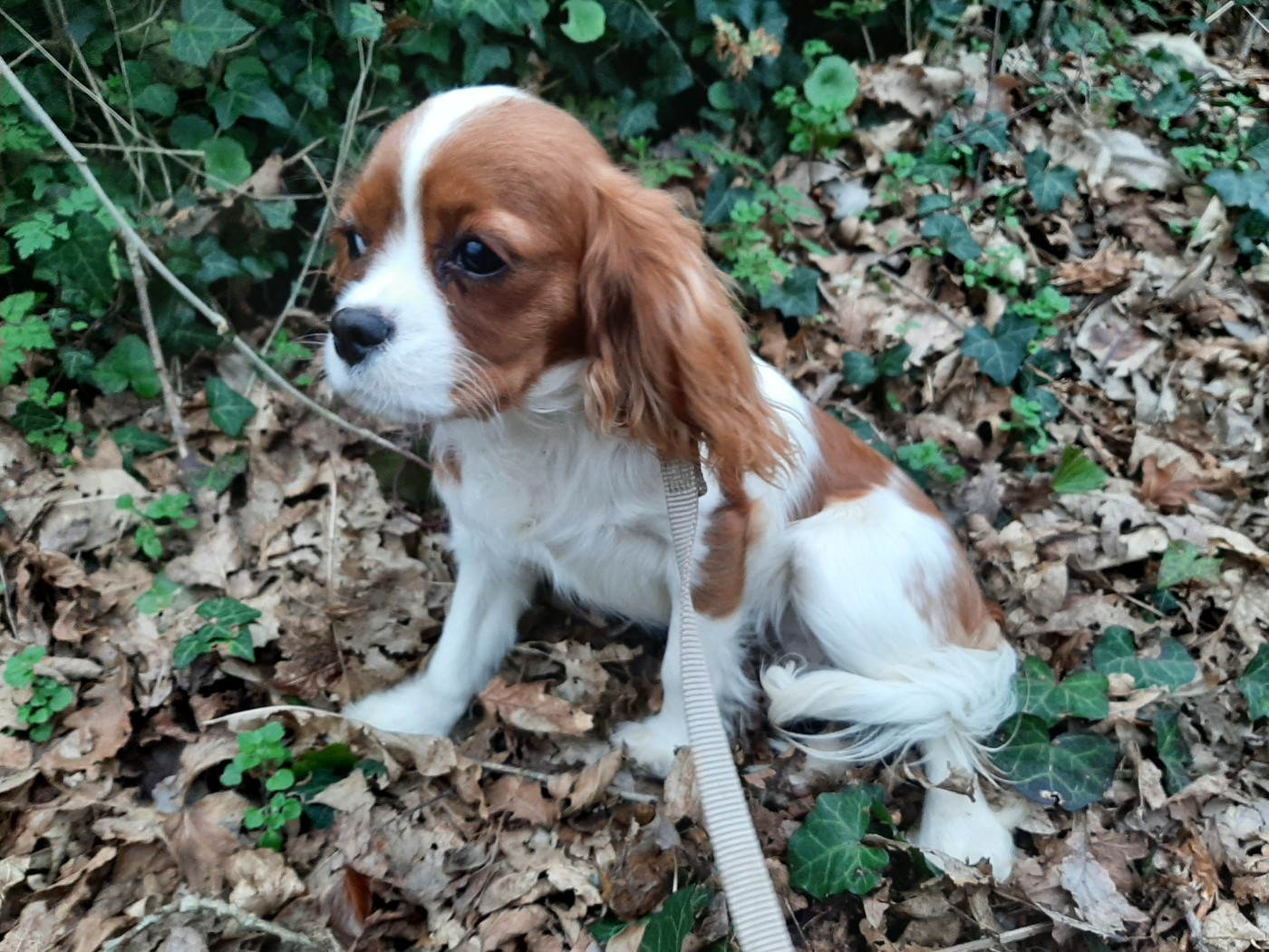 UBEWANE De La Horde Royale