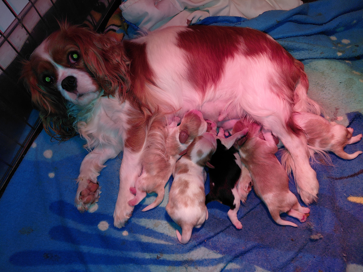 De La Horde Royale - Cavalier King Charles Spaniel - Portée née le 04/01/2026