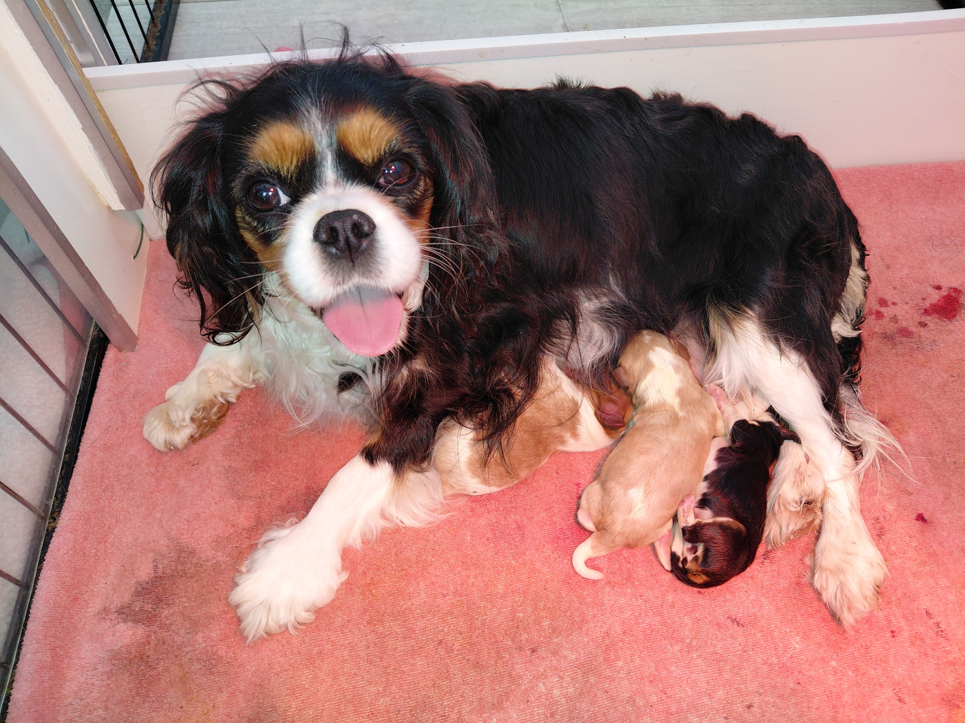 De La Horde Royale - Cavalier King Charles Spaniel - Portée née le 10/01/2026