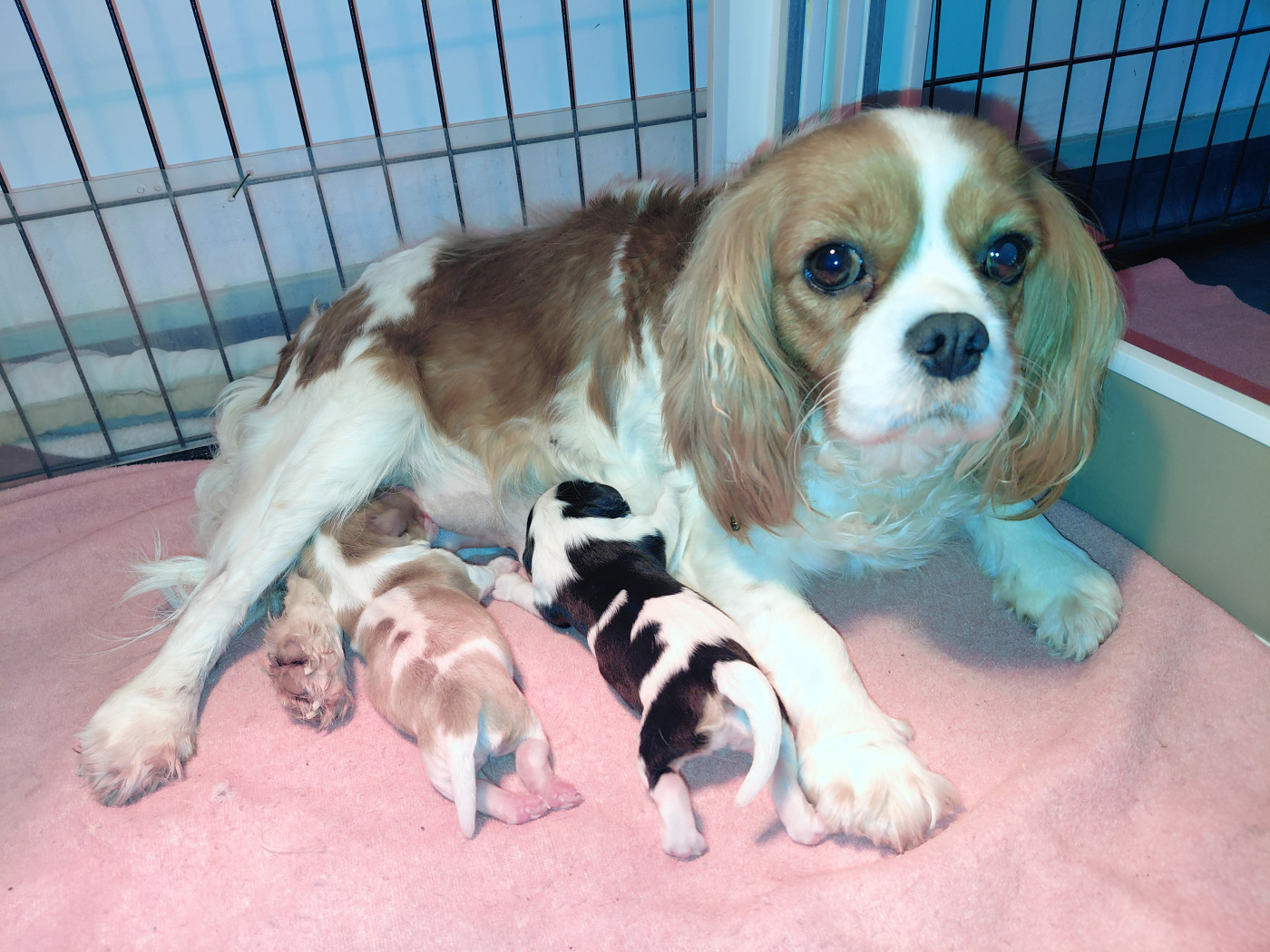 De La Horde Royale - Cavalier King Charles Spaniel - Portée née le 23/01/2026