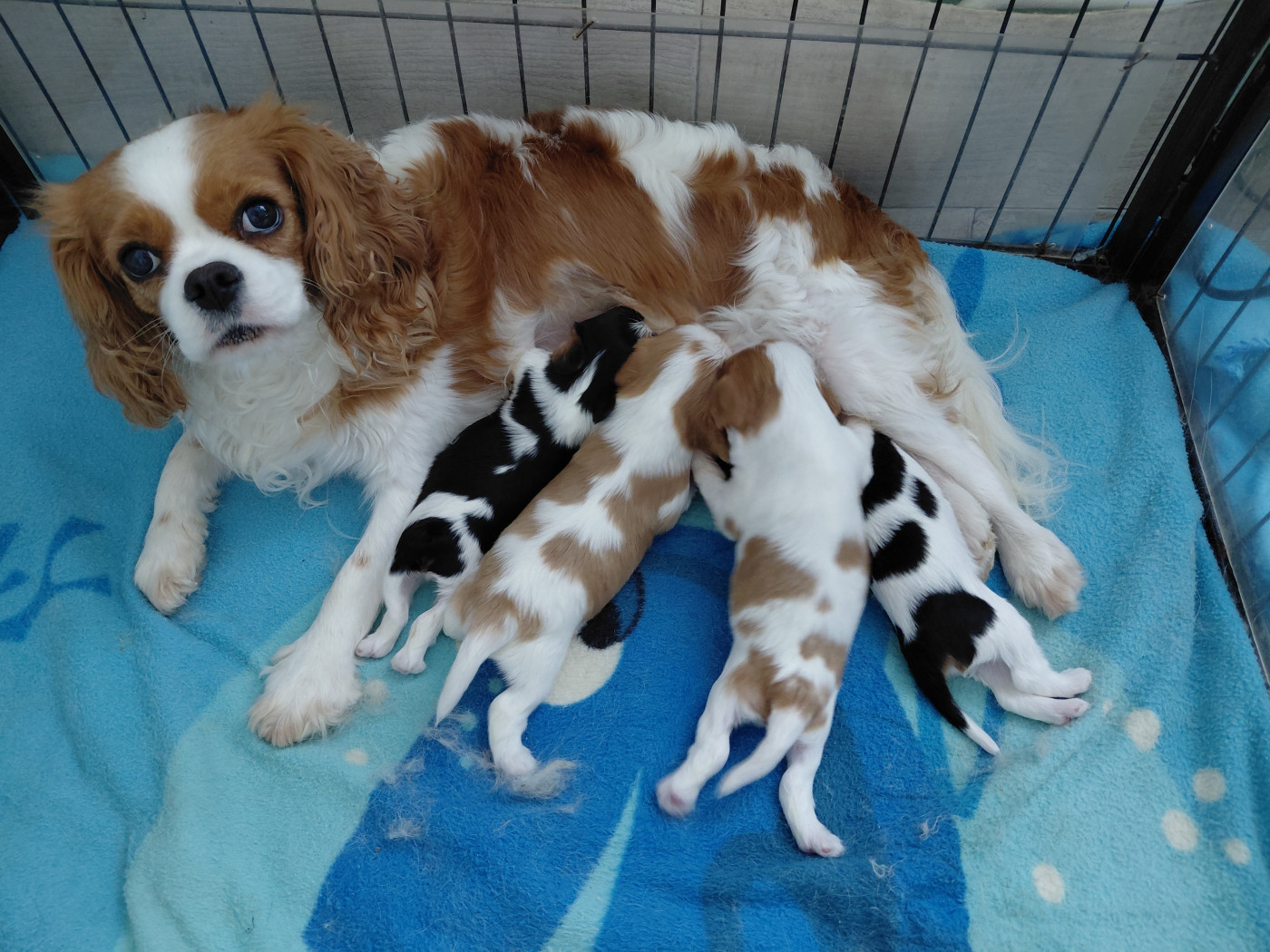 Chiot Cavalier King Charles Spaniel De La Horde Royale