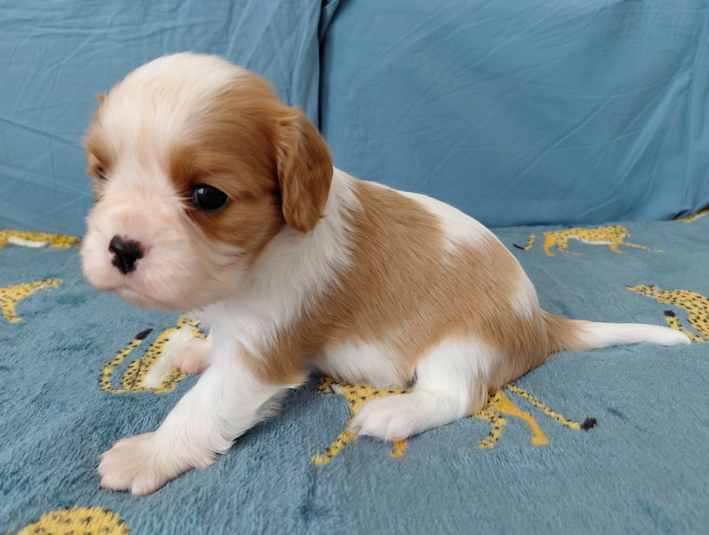 De La Horde Royale - Chiots disponibles - Cavalier King Charles Spaniel