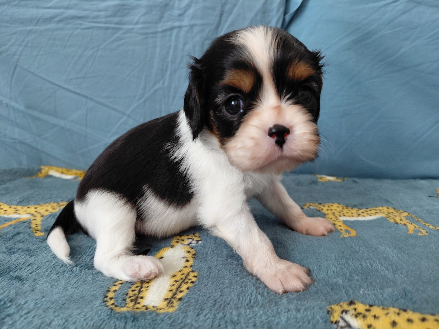 De La Horde Royale - Chiots disponibles - Cavalier King Charles Spaniel