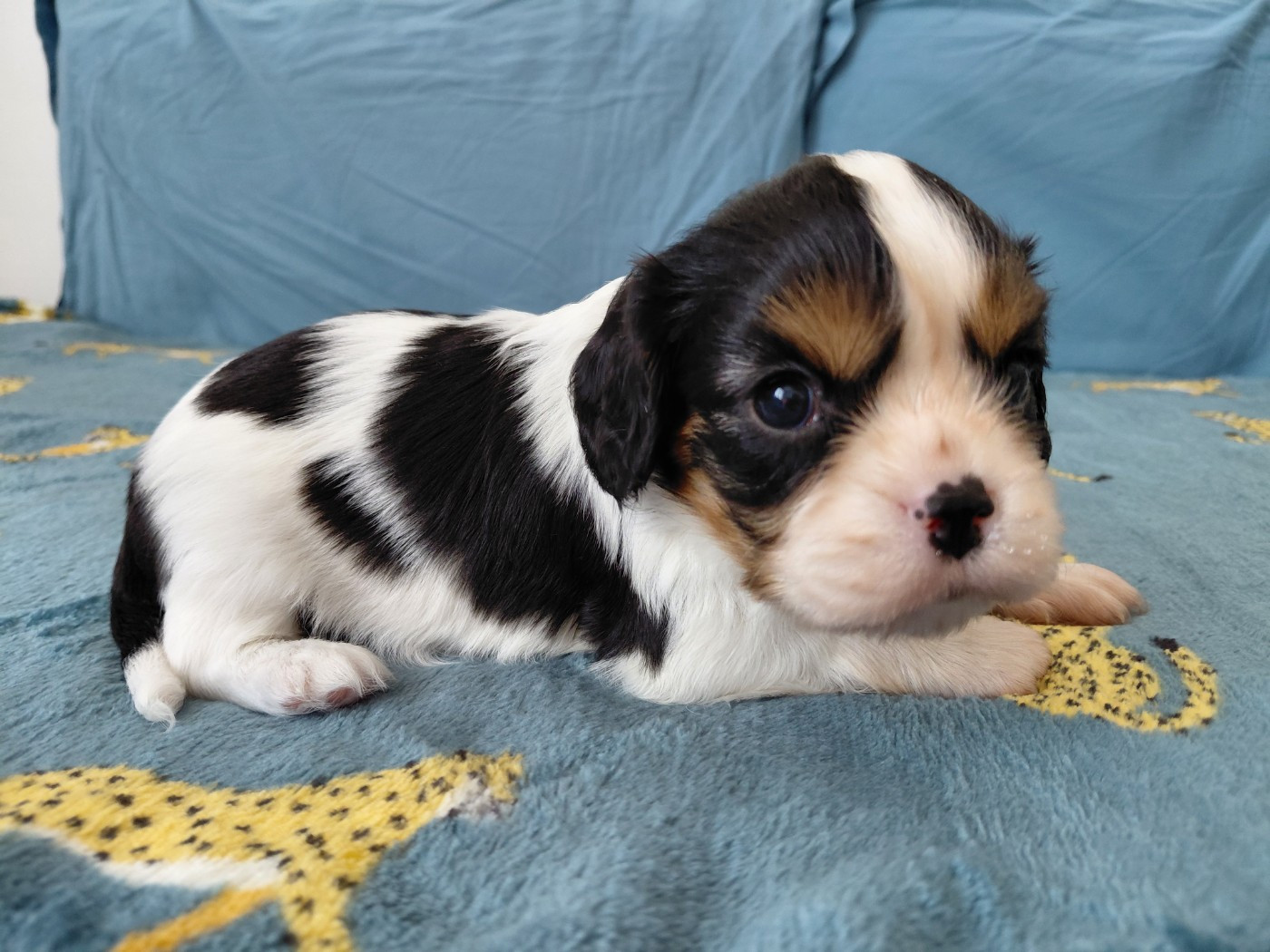 De La Horde Royale - Chiots disponibles - Cavalier King Charles Spaniel