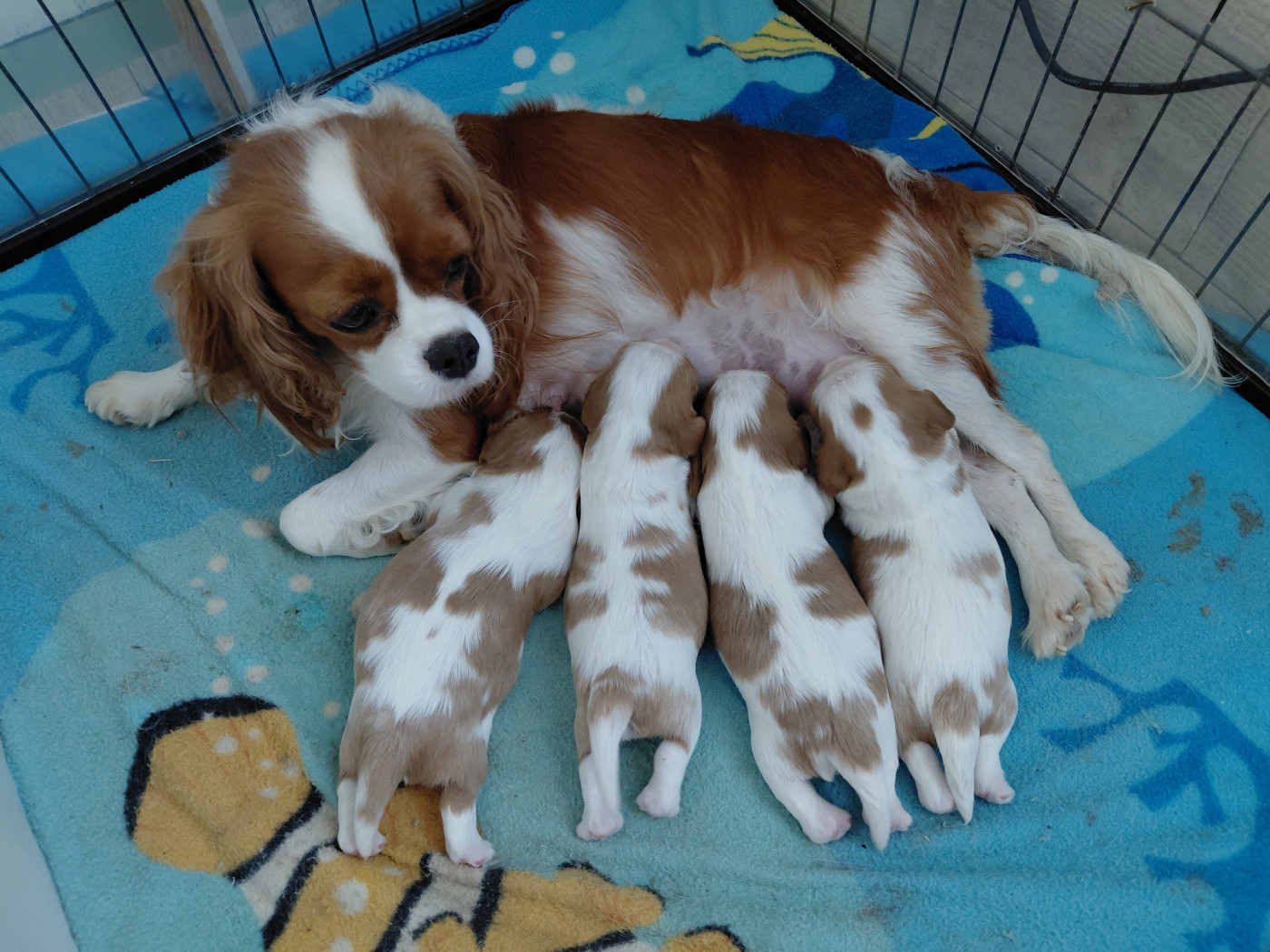 De La Horde Royale - Cavalier King Charles Spaniel - Portée née le 22/07/2026
