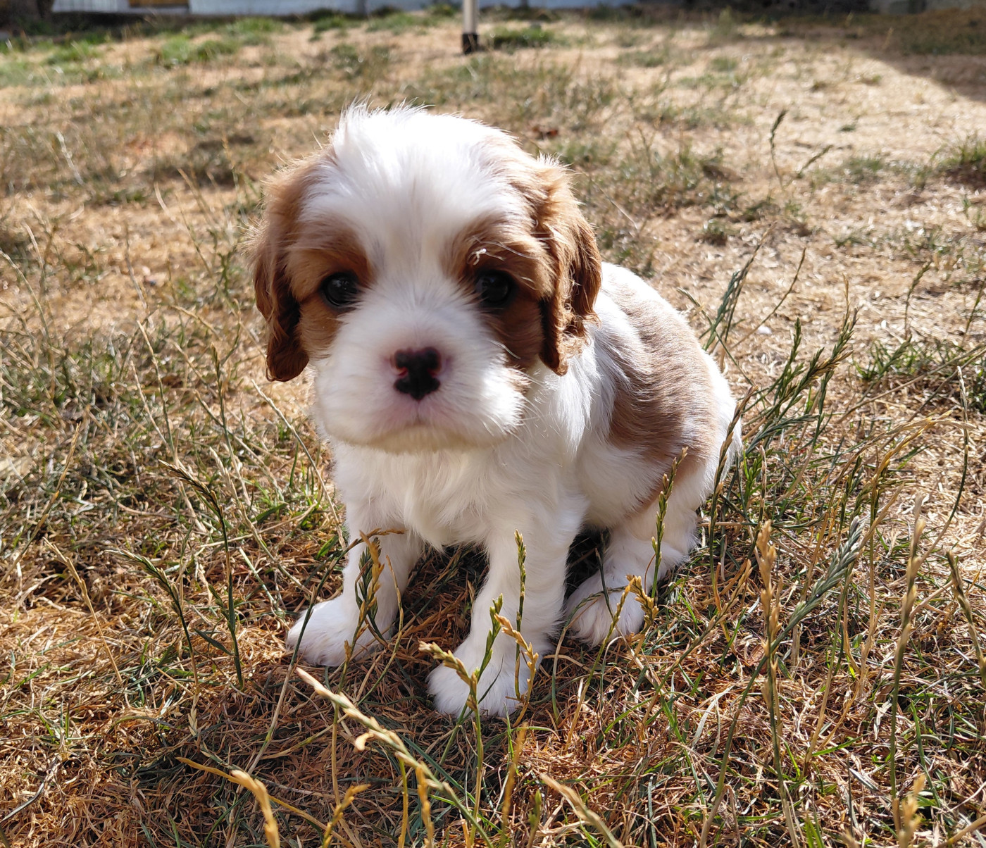 De La Horde Royale - Chiots disponibles - Cavalier King Charles Spaniel