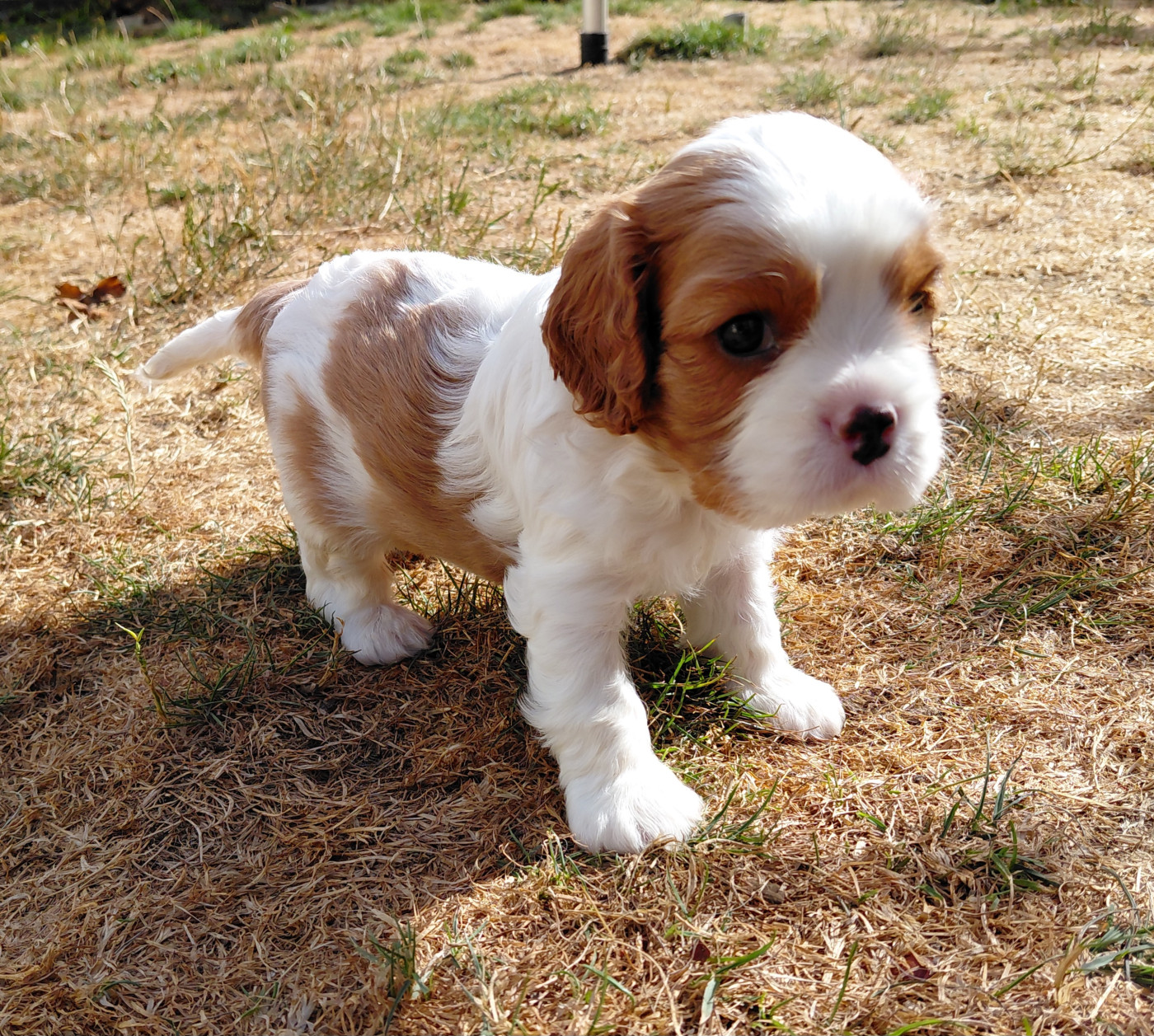 De La Horde Royale - Chiots disponibles - Cavalier King Charles Spaniel