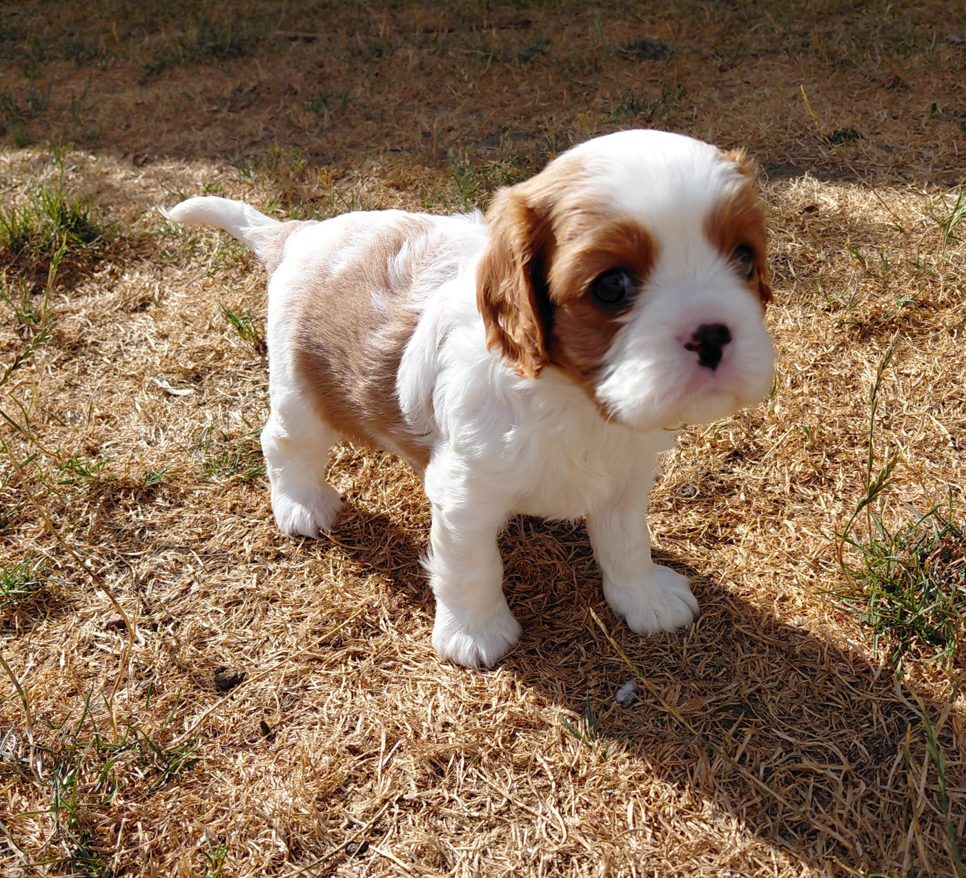 De La Horde Royale - Chiots disponibles - Cavalier King Charles Spaniel