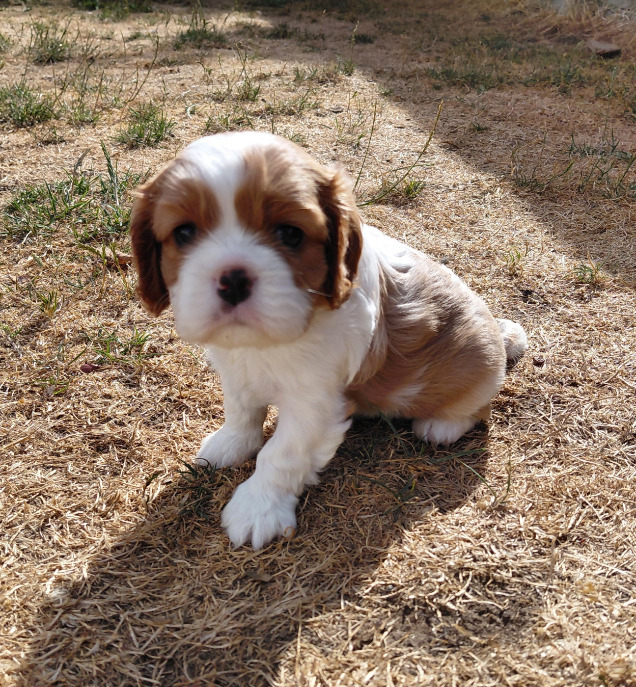 De La Horde Royale - Chiots disponibles - Cavalier King Charles Spaniel