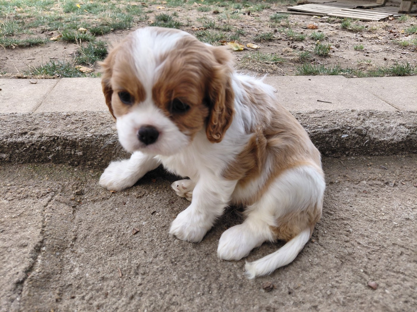 De La Horde Royale - Chiots disponibles - Cavalier King Charles Spaniel
