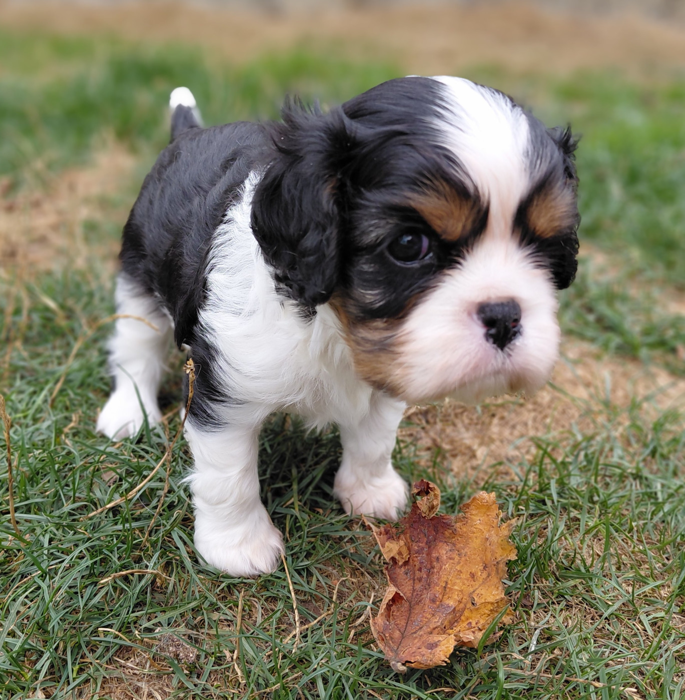 De La Horde Royale - Chiots disponibles - Cavalier King Charles Spaniel
