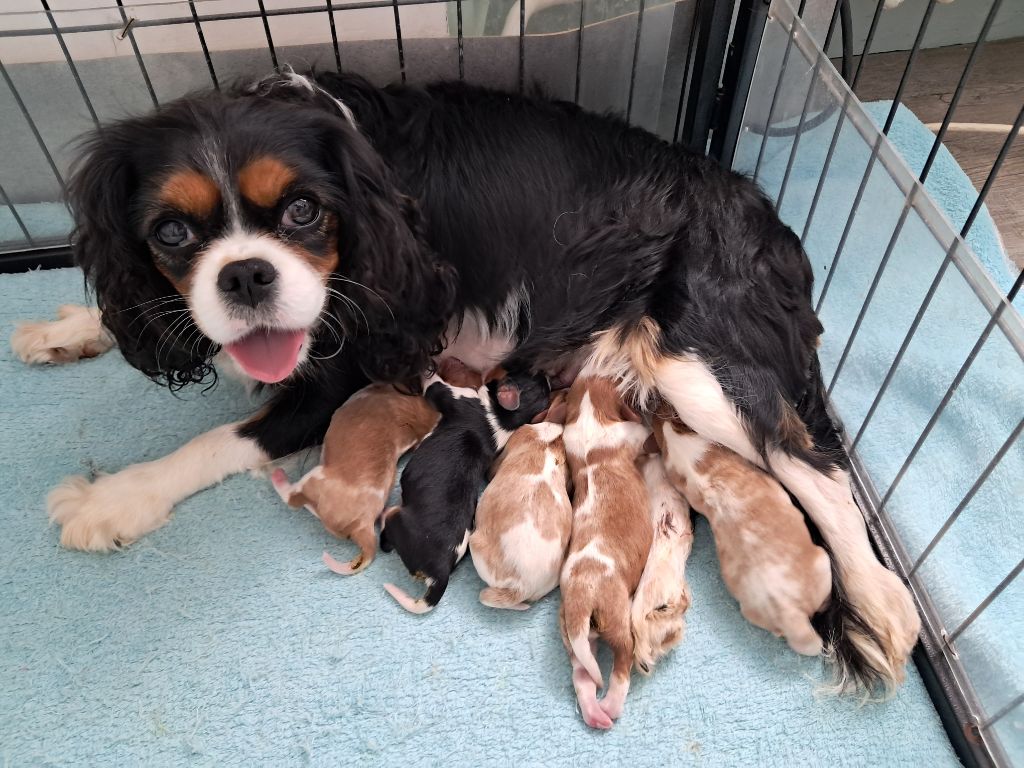 De La Horde Royale - Cavalier King Charles Spaniel - Portée née le 14/07/2025