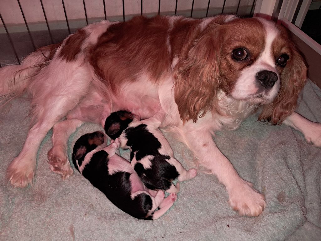 De La Horde Royale - Cavalier King Charles Spaniel - Portée née le 04/07/2025