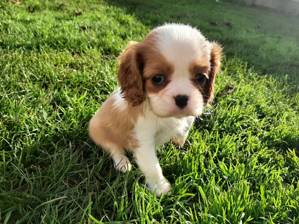 De La Horde Royale - Cavalier King Charles Spaniel - Portée née le 09/10/2023