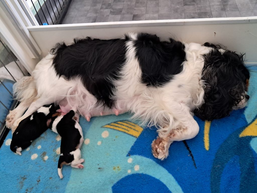 De La Horde Royale - Cavalier King Charles Spaniel - Portée née le 11/08/2025