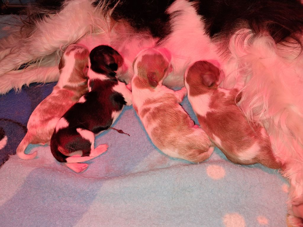 De La Horde Royale - Cavalier King Charles Spaniel - Portée née le 28/03/2025
