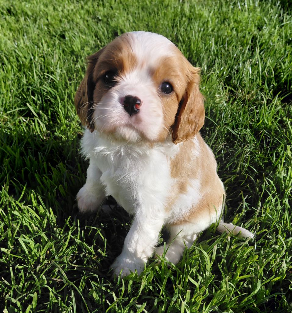 De La Horde Royale - Chiots disponibles - Cavalier King Charles Spaniel
