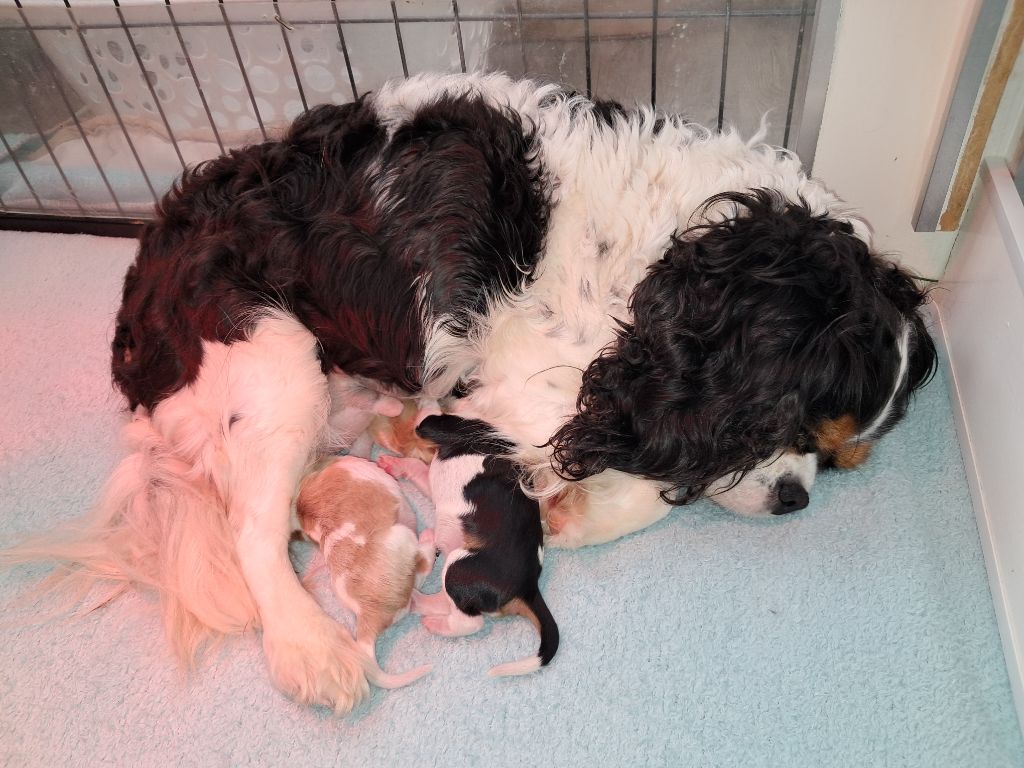 Chiot Cavalier King Charles Spaniel De La Horde Royale