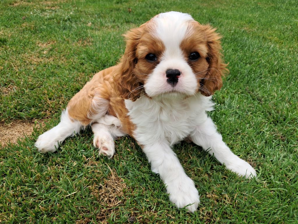 De La Horde Royale - Chiots disponibles - Cavalier King Charles Spaniel