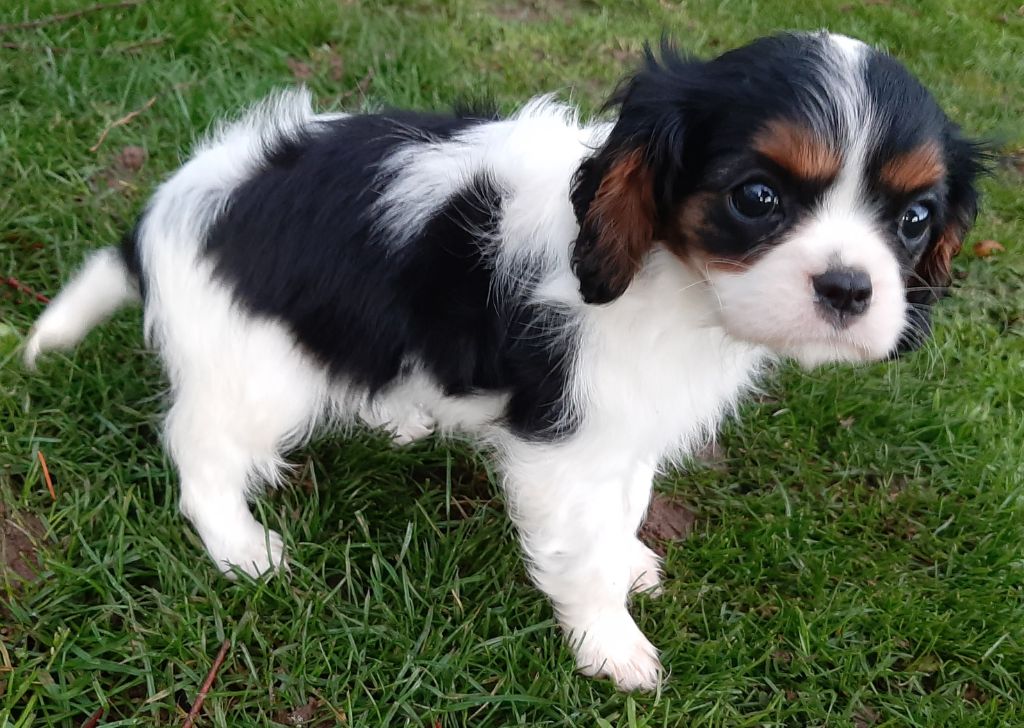 De La Horde Royale - Cavalier King Charles Spaniel - Portée née le 06/09/2023
