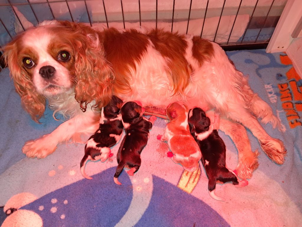 De La Horde Royale - Cavalier King Charles Spaniel - Portée née le 07/10/2025
