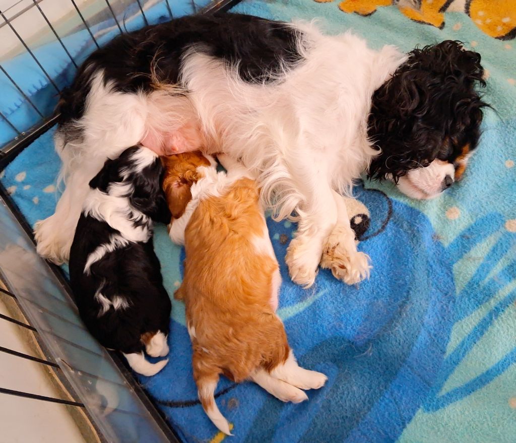 Chiot Cavalier King Charles Spaniel De La Horde Royale